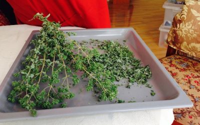 Oregano from my garden